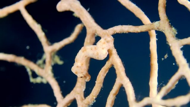 A little Pygmy Seahorse (Hippocampus bargibanti) hiding on the branch of gorgonian coral. Close-up view.