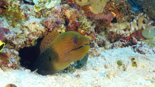 Moray eel underwater at the bottom of the sea. A close-up of moray eel hiding in corals