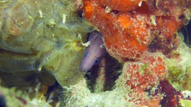 Moray eel underwater at the bottom of the sea. A close-up of moray eel hiding in corals
