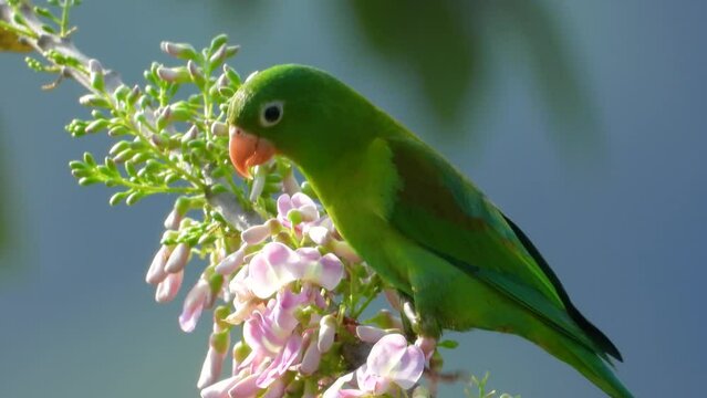 Orange-chinned parakeets in their tropical wildlife setting. Santa Marta, Magdalena, Colombia