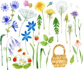 Watercolor colorful wildflowers. Dandelions, bluebells, wild strawberry, leaves and branches isolated clipart.