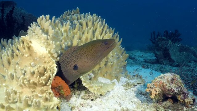 Moray eel underwater at the bottom of the sea. A close-up of moray eel hiding in corals