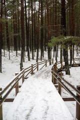 A hiking trail through a pine forest. Wooden path in winter scenery