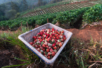 Strawberry farm Ban Nor Lae, Doi Ang Khang, Chiang Mai, Thailand