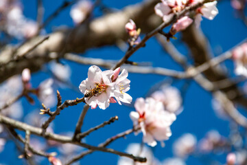 Almond Blossom. Almond blossoms during winter in Spain. You can see insects collecting pollen from these flowers, bees, bumblebees or flies