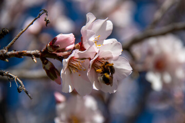 Almond Blossom. Almond blossoms during winter in Spain. You can see insects collecting pollen from these flowers, bees, bumblebees or flies