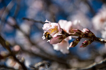 Almond Blossom. Almond blossoms during winter in Spain. You can see insects collecting pollen from these flowers, bees, bumblebees or flies