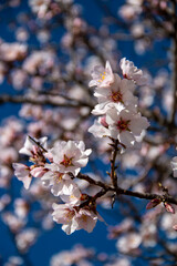 Almond Blossom. Almond blossoms during winter in Spain. You can see insects collecting pollen from these flowers, bees, bumblebees or flies