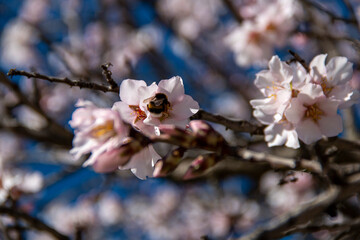 Almond Blossom. Almond blossoms during winter in Spain. You can see insects collecting pollen from these flowers, bees, bumblebees or flies