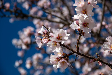 Almond Blossom. Almond blossoms during winter in Spain. You can see insects collecting pollen from these flowers, bees, bumblebees or flies