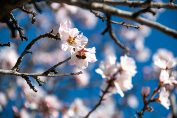 Almond Blossom. Almond blossoms during winter in Spain. You can see insects collecting pollen from these flowers, bees, bumblebees or flies