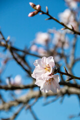 Almond Blossom. Almond blossoms during winter in Spain. You can see insects collecting pollen from these flowers, bees, bumblebees or flies