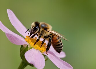 "Honey Bee Harmony: A Buzz Amidst Blooms". generative ai