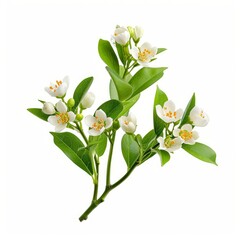 Obraz premium Blossoming branch of orange tree branch and flowers isolated on white background with clipping path. Full Depth of field. Focus stacking. Generative AI