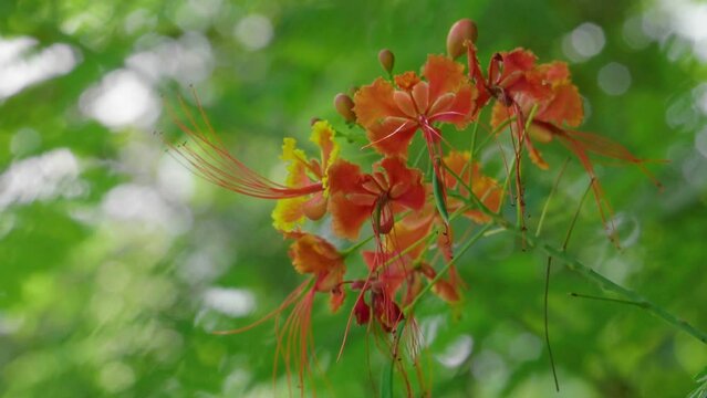 singapore botanic garden flower