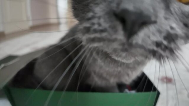 Black british fold cat playing at home close up