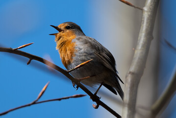 Singing Robin on a Twig