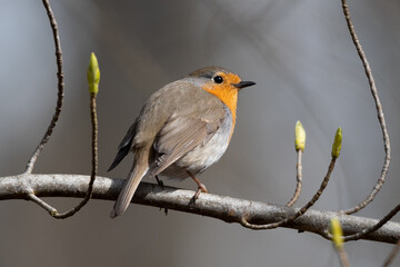 Robin on a Twig