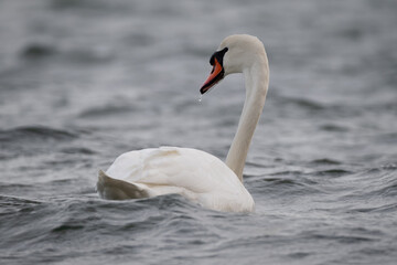Obraz premium Mute Swan in the Baltic Sea