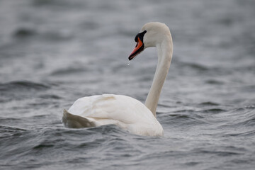 Mute Swan in the Baltic Sea