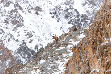 Siberian ibex on the rock. Mountain view with wild goats.