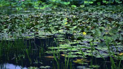 korea nature photo 14