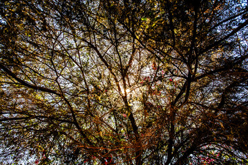2023 8 14 Peru sun among the branches of the trees