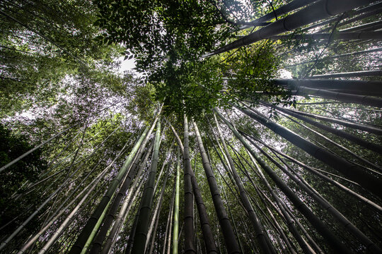 Spectacular view from below of the majestic Bamboo Forest in Kyoto, Japan. Japanese Bamboo Gove and peaceful nature, horizontal image