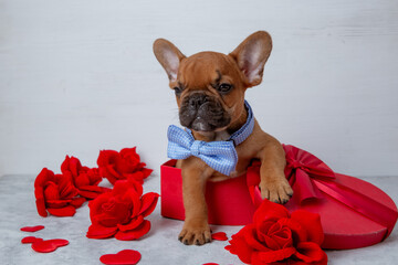 Cute funny French bulldog puppy sitting in a red heart-shaped box on a white background, Valentine's Day concept