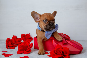 Cute funny French bulldog puppy sitting in a red heart-shaped box on a white background, Valentine's Day concept