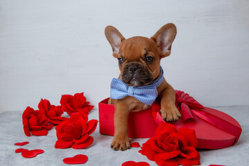 Cute funny French bulldog puppy sitting in a red heart-shaped box on a white background,...