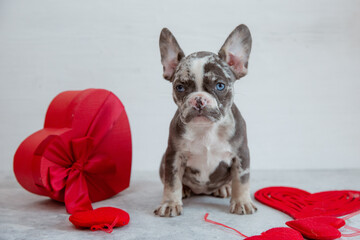 cute funny French bulldog puppy with red heart-shaped box on white background, Valentine's Day concept
