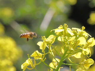 A honeybee coming to canola flowers
