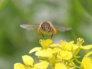 A honeybee coming to canola flowers
