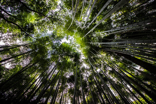 Extreme close-up of bottom view of green bamboo forest with sun break and tops in clouds, Kyoto, Japan. Full Japanese culture and photography horizontal image