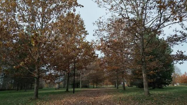 Walk side between oak trees in autumn, the wind is blowing and and the leaves is falling.