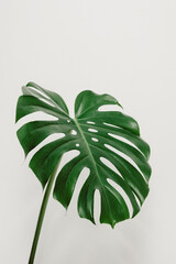 Monstera plant leaf on white wall background, neutral aesthetic concept