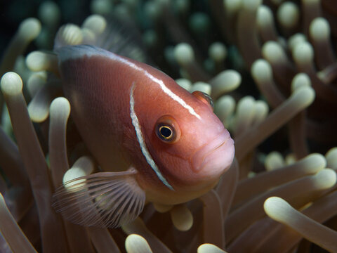 Anemonenfische sind immer in Bewegung: Nahaufnahme, neugieriger Clownfisch in seiner Anemone. Unterwasserfotografie aufgenommen im Korallenriff in Moalboal, Insel Cebu in den Philippinen. Findet Nemo!
