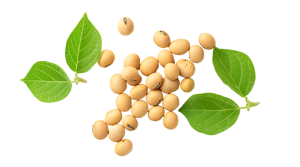  Soybeans with leaves isolated on white background 