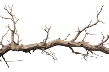 A dead tree branch with no leaves. Suitable for nature and seasonal themes