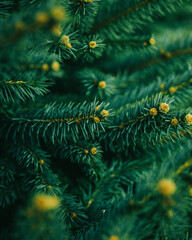 branches of a pine