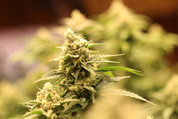Blooming Bliss: A Captivating Snapshot of Cannabis in Full Flower