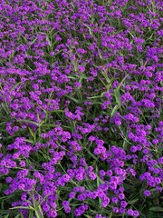 flowers in the garden
