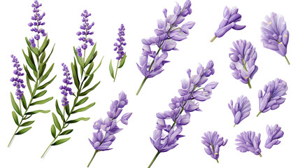Lavender Collection: Beautiful Flowers, Buds, and Leaves in 3D Digital Art – Aromatic Garden Design Elements with Transparent Background - obrazy, fototapety, plakaty