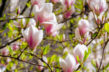 closeup of magnolia tree branches in full blossom. beautiful nature background in spring