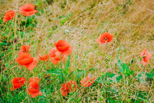 wild poppy flowers blooming on the meadow. nature background in summer