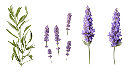 Lavender Collection: Beautiful Flowers, Buds, and Leaves in 3D Digital Art – Aromatic Garden Design Elements with Transparent Background