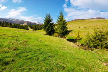 fir trees on the grassy hills in spring. mountainous countryside of ukraine. carpathian mountains with snow capped tops in the distance. warm and sunny weather with fluffy clouds on the sky