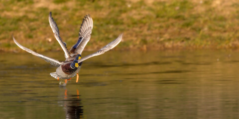 mallard ducks flying on the surface of a pond in the morning light