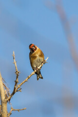 European Goldfinch perched on a tree branch in the morning light